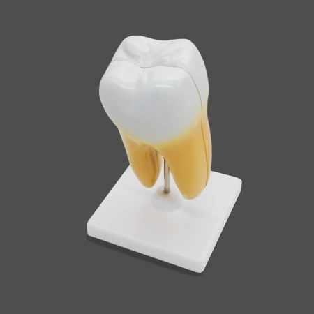 Модель «Зуб человека»